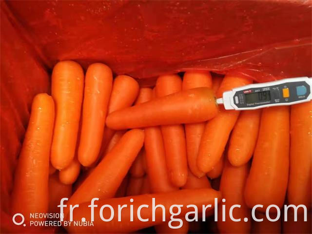 New Crop Carrot 2019